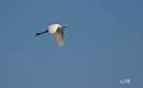 DSC0294b